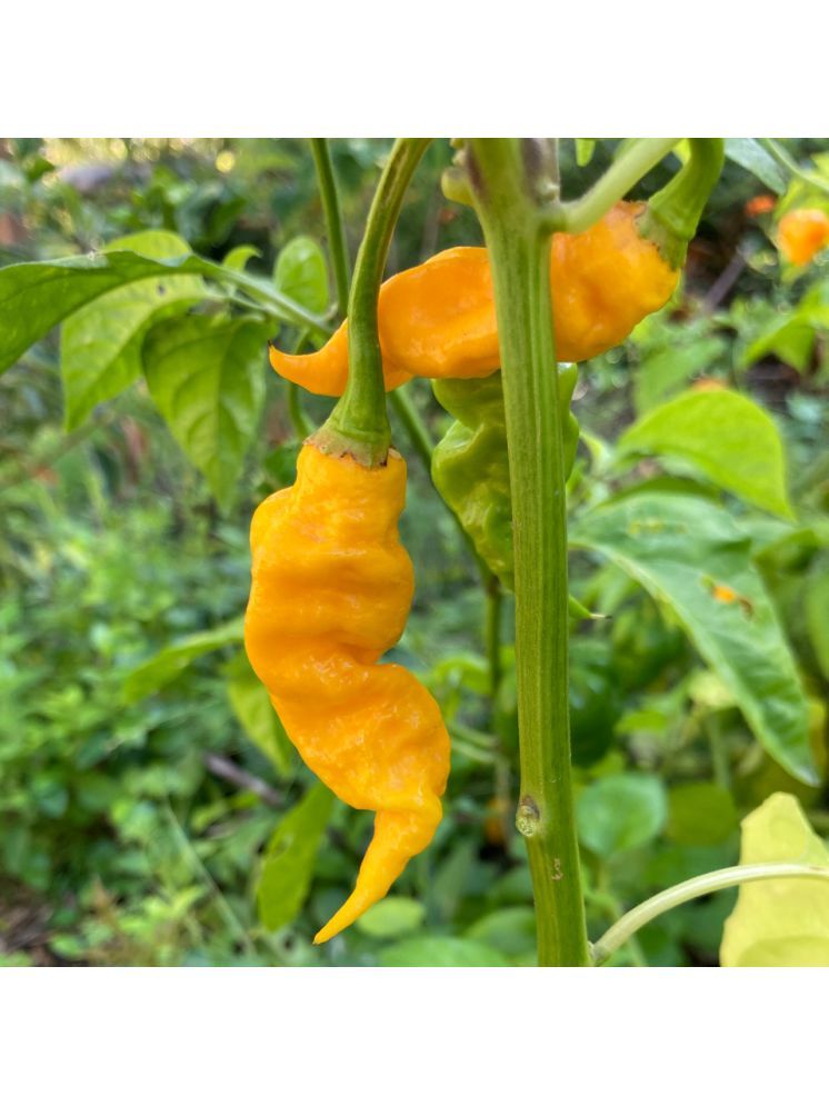     			Jignisha Seeds Organic Yellow Ghost Chilli Vegetable ( 30 Seeds )