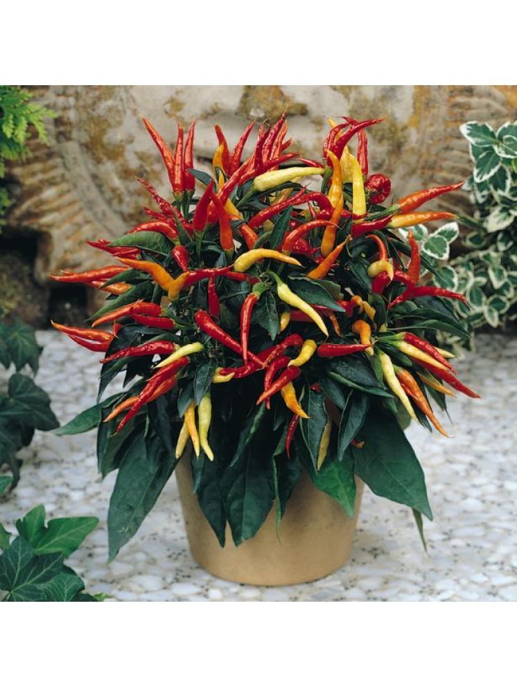     			Jignisha Seeds Ornamental Chilli Vegetable ( 50 Seeds )