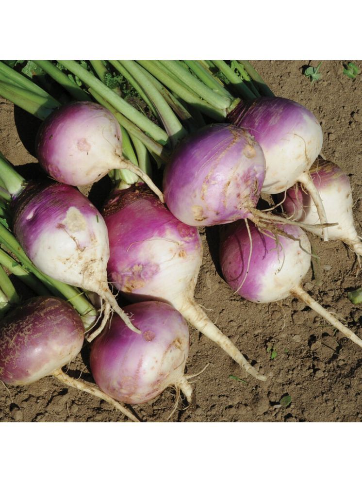     			Jignisha Seeds Turnip Purple Top Vegetable ( 50 Seeds )