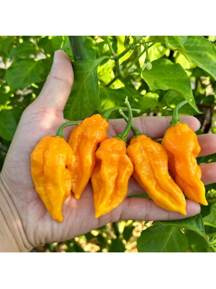     			Jignisha Seeds Organic Yellow Ghost Chilli Vegetable ( 30 Seeds )