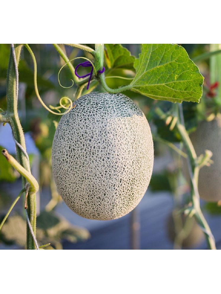     			Jignisha Seeds Hybrid Muskmelon Fruit ( 30 Seeds )