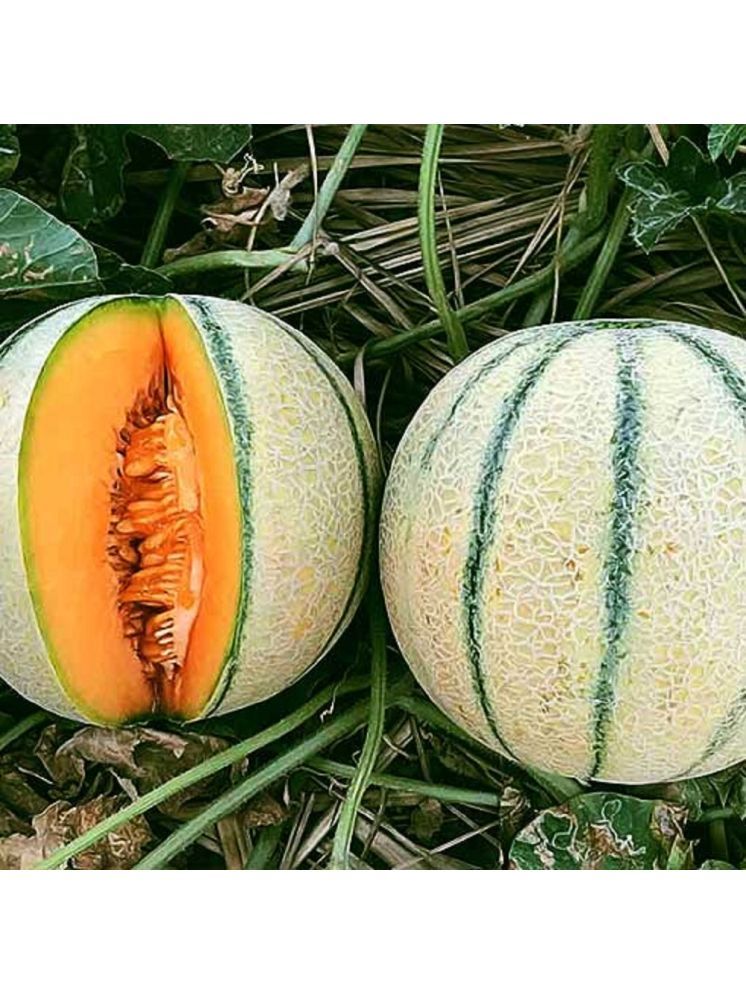     			Jignisha Seeds Hybrid Muskmelon Fruit ( 30 Seeds )