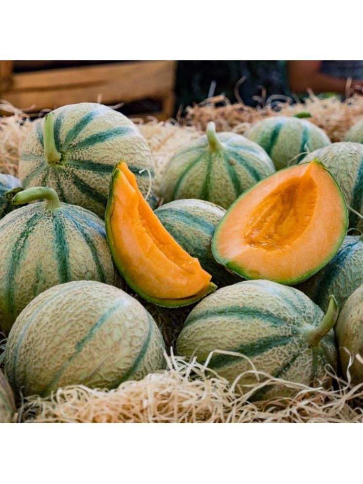     			Jignisha Seeds Hybrid Muskmelon Fruit ( 30 Seeds )