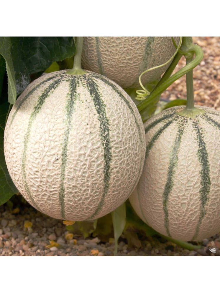     			Jignisha Seeds Organic Muskmelon Striped Fruit ( 30 Seeds )