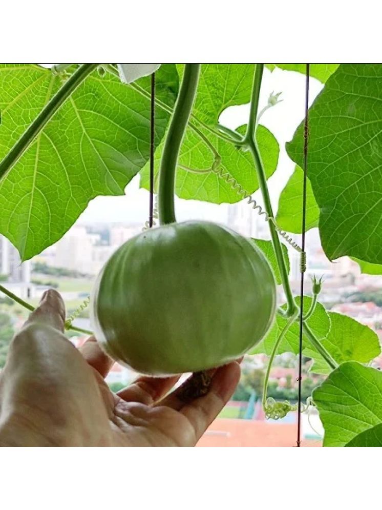     			Jignisha Seeds Hybrid Apple Gourd Vegetable ( 50 Seeds )