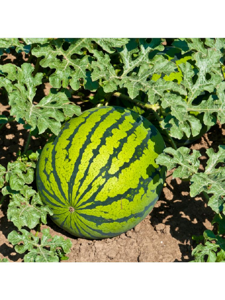     			Jignisha Seeds Green Watermelon Fruit ( 10 Seeds )