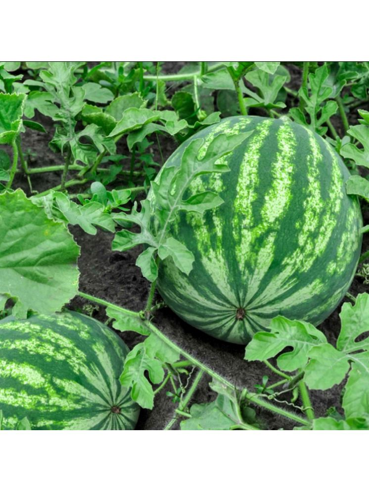     			Jignisha Seeds Hybrid Green Watermelon Fruit ( 10 Seeds )