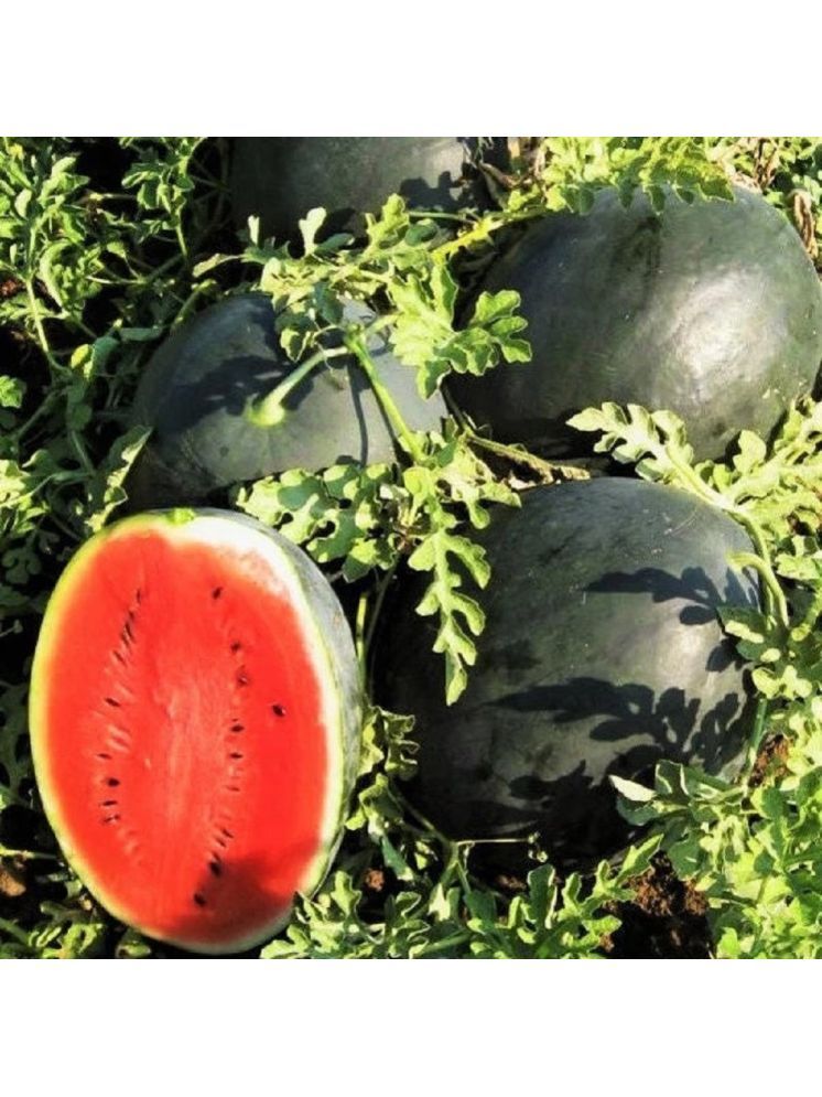     			Jignisha Seeds Organic Black Watermelon Fruit ( 10 Seeds )