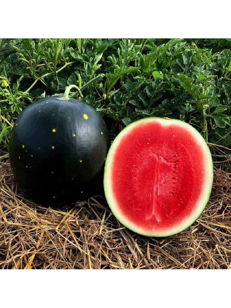     			Jignisha Seeds Organic Black Watermelon Fruit ( 10 Seeds )