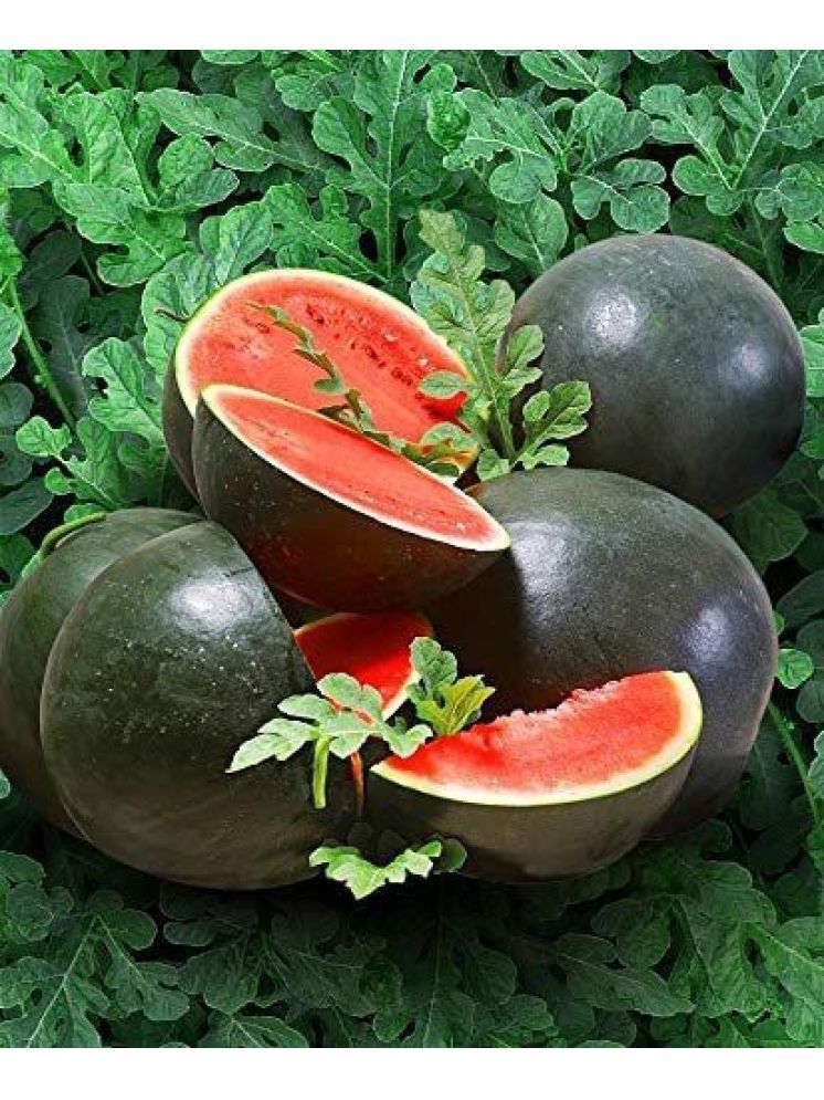     			Jignisha Seeds Organic Black Watermelon Fruit ( 10 Seeds )