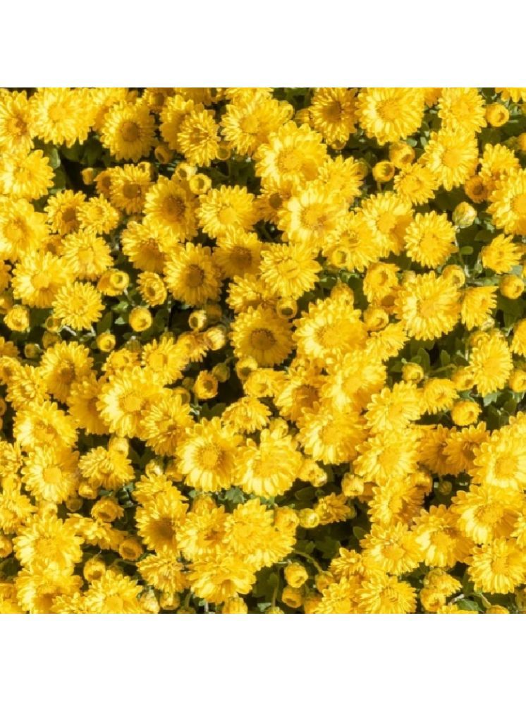     			Jignisha Seeds Chrysanthemum Yellow Flower ( 30 Seeds )