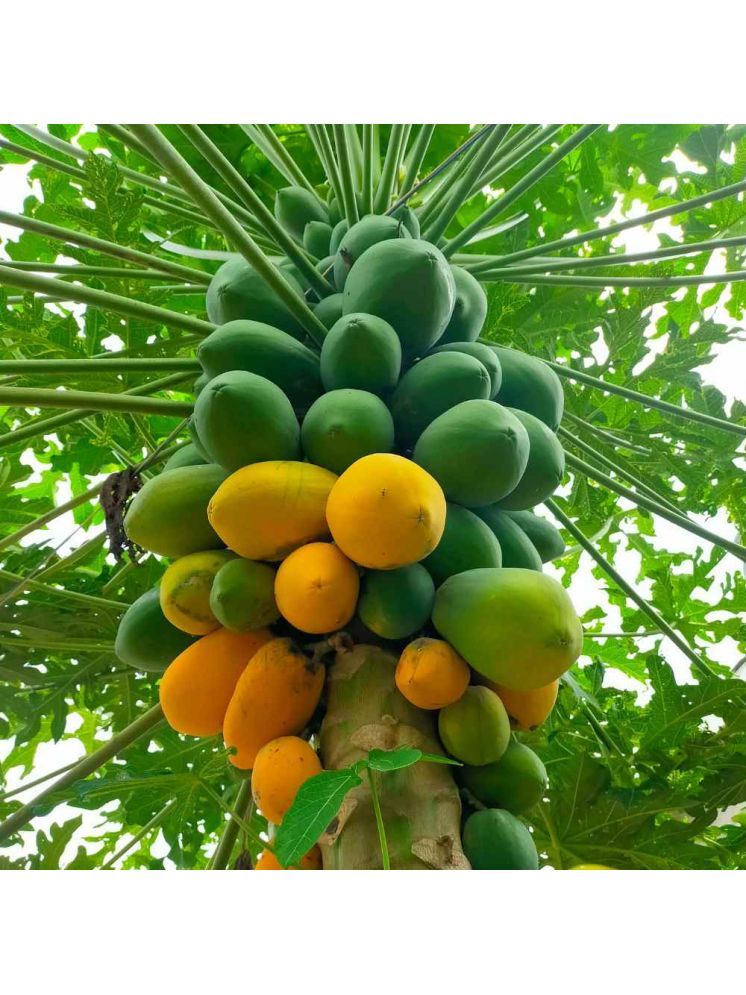     			Jignisha Seeds Organic Papaya (Red Lady) Fruit ( 50 Seeds )