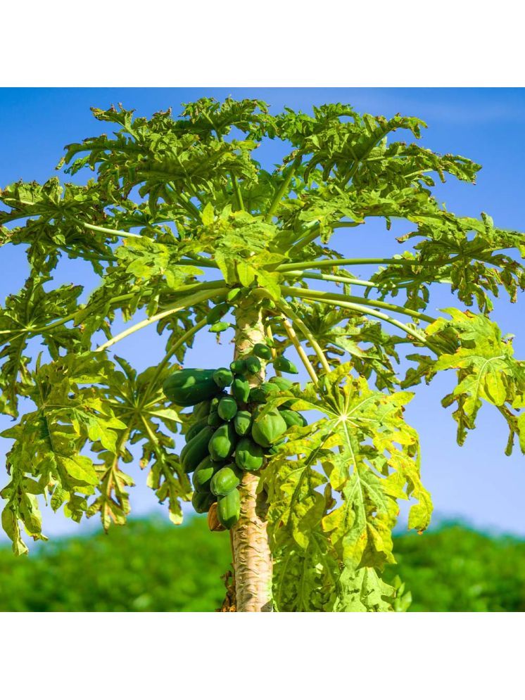     			Jignisha Seeds Papaya (Red Lady) Fruit ( 100 Seeds )