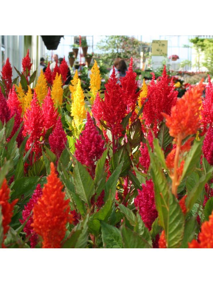     			Jignisha Seeds Celosia Mixed Flower ( 30 Seeds )