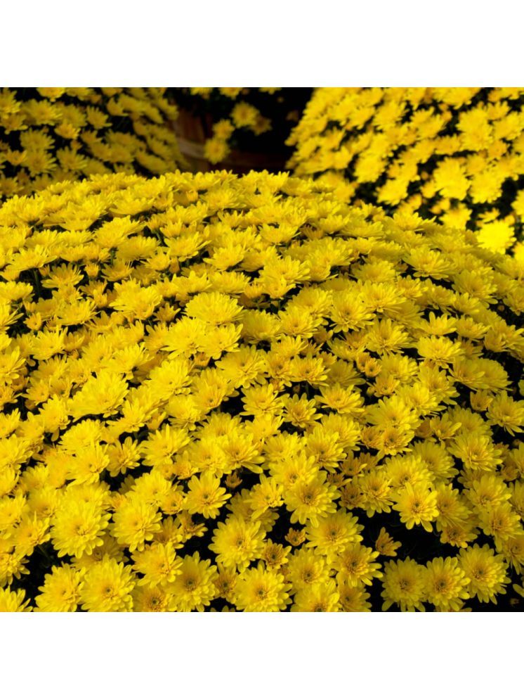     			Jignisha Seeds Chrysanthemum Yellow Flower ( 30 Seeds )