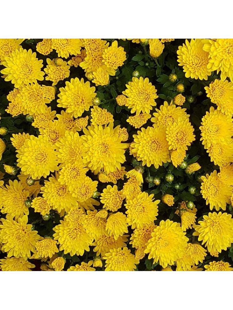     			Jignisha Seeds Chrysanthemum Yellow Flower ( 30 Seeds )