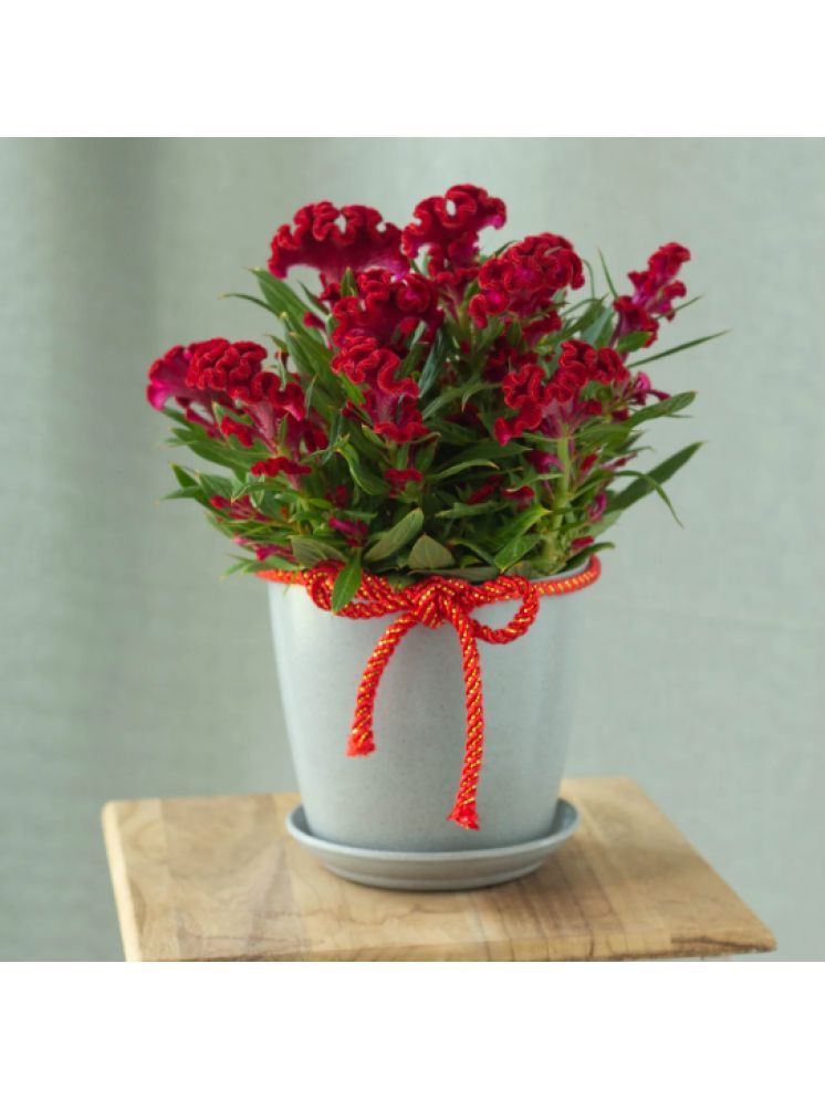     			Jignisha Seeds Cockcomb Red Flower ( 30 Seeds )