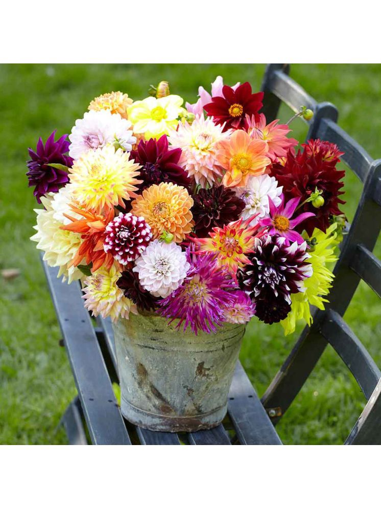     			Jignisha Seeds Dahlia Flower ( 20 Seeds )