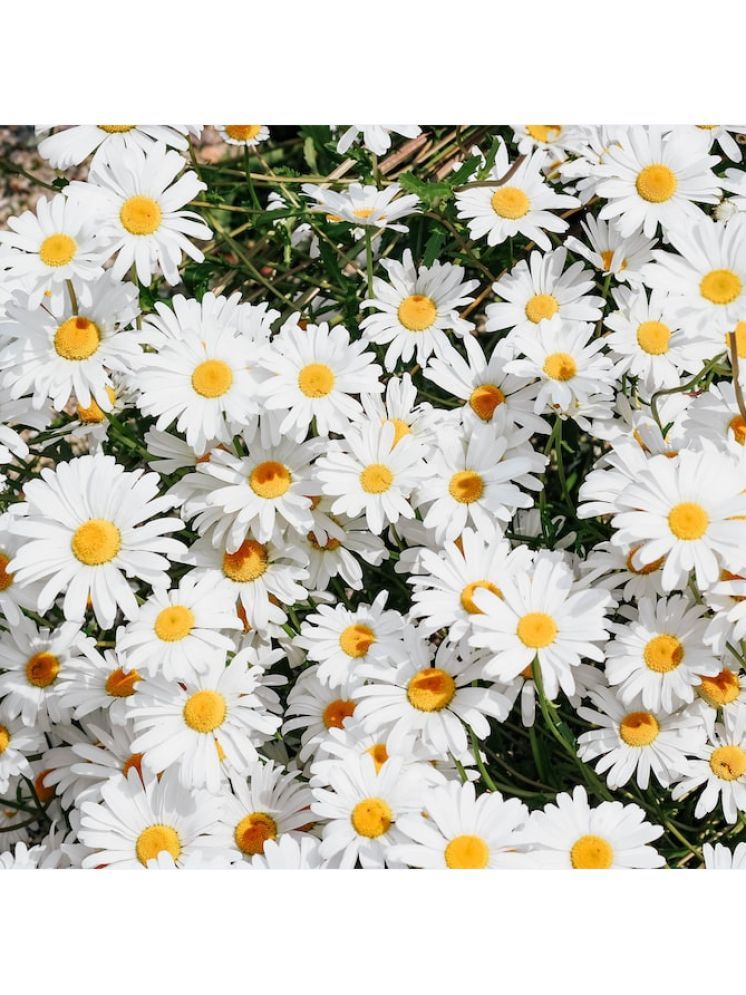     			Jignisha Seeds Daisy Flower ( 30 Seeds )