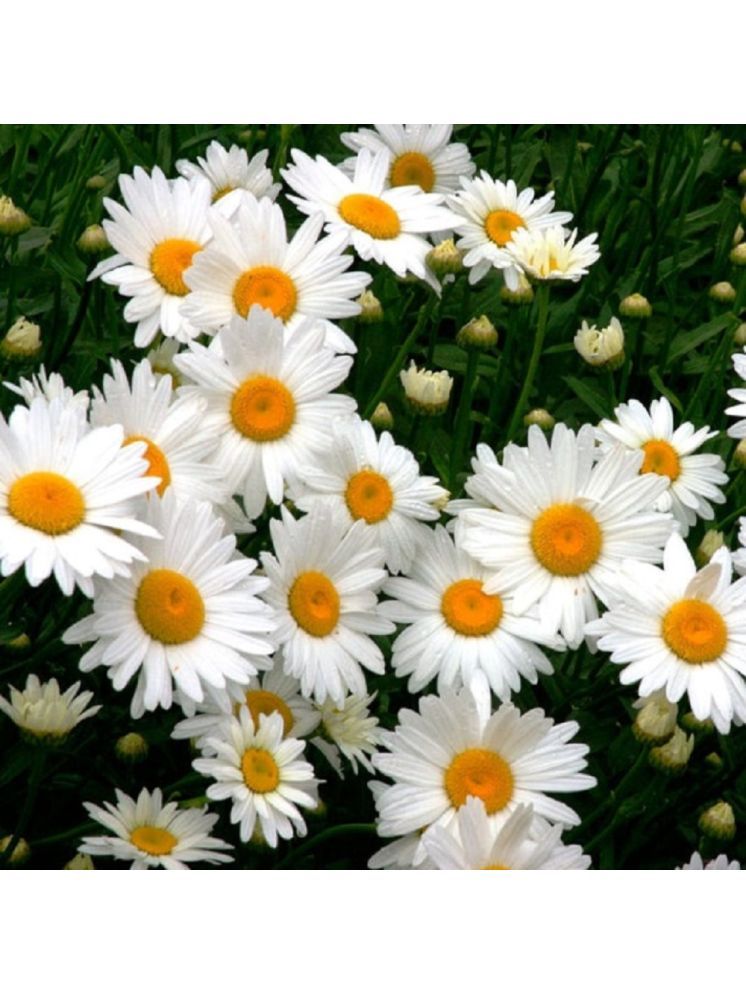     			Jignisha Seeds Daisy White Flower ( 30 Seeds )