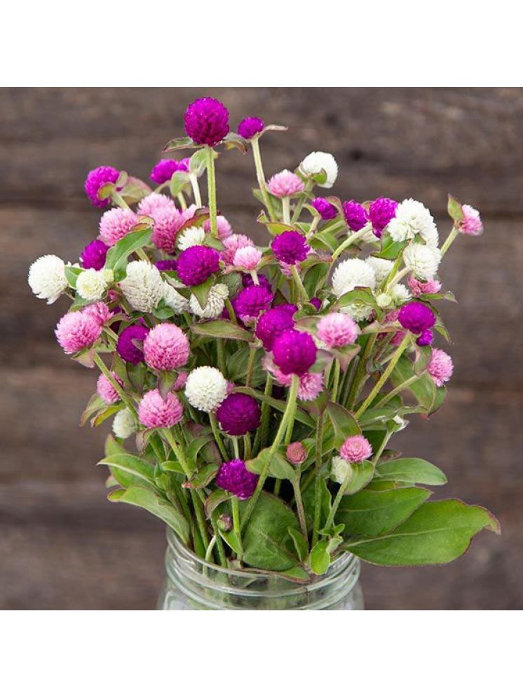     			Jignisha Seeds Gomphrena Flower ( 30 Seeds )