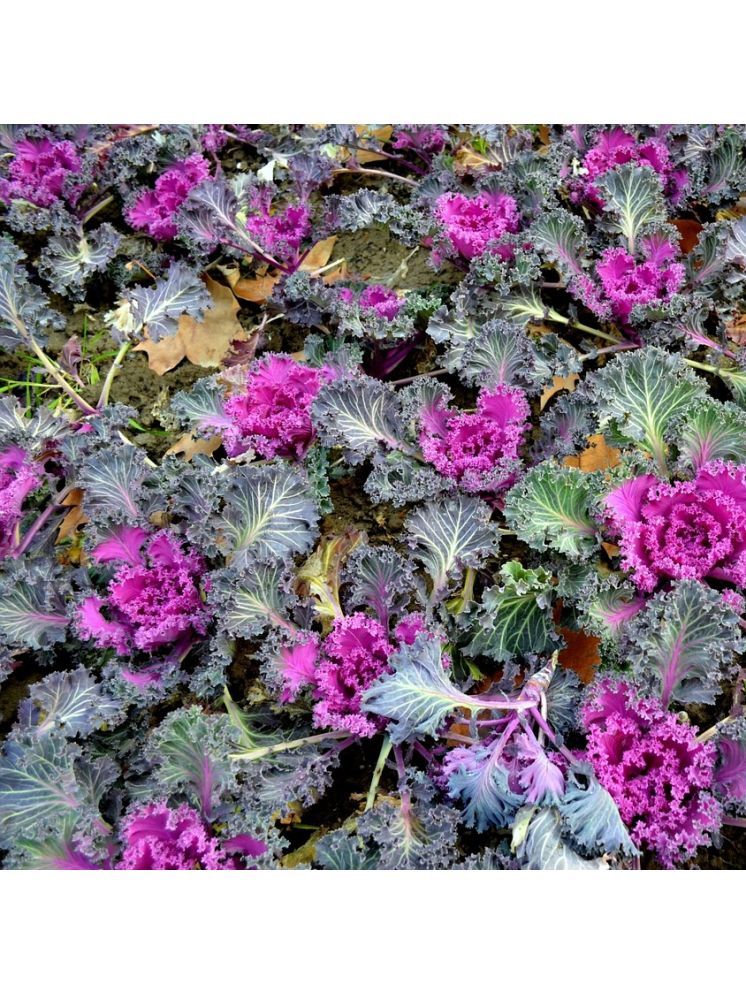     			Jignisha Seeds Ornamental Kale Flower Flower ( 30 Seeds )