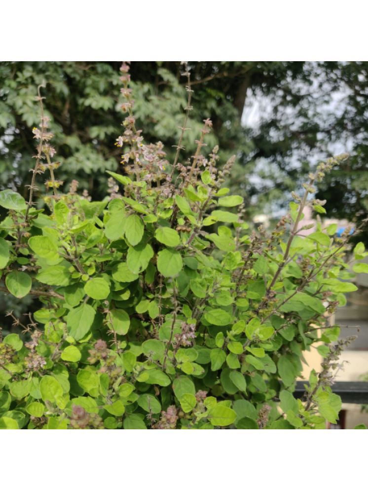     			Jignisha Seeds Tulsi (Holy Basil) Herb ( 100 Seeds )