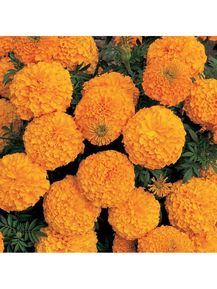     			LiveNature Marigold Flower ( 100 Seeds )