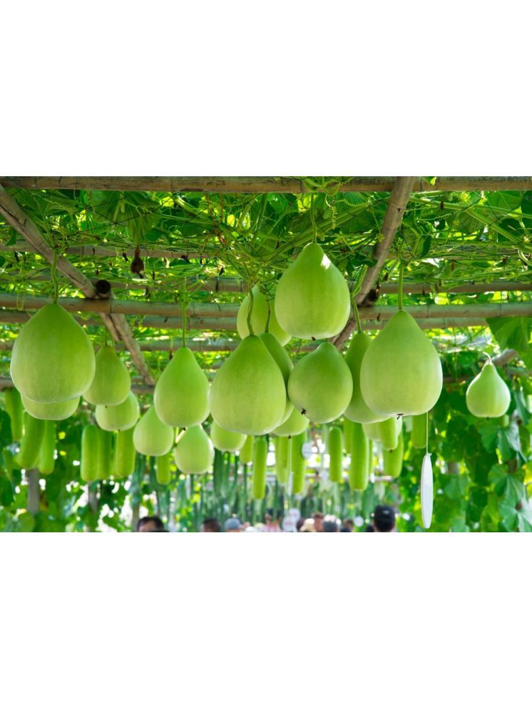     			LiveNature Organic Round Bottle Gourd Vegetable ( 50 Seeds )