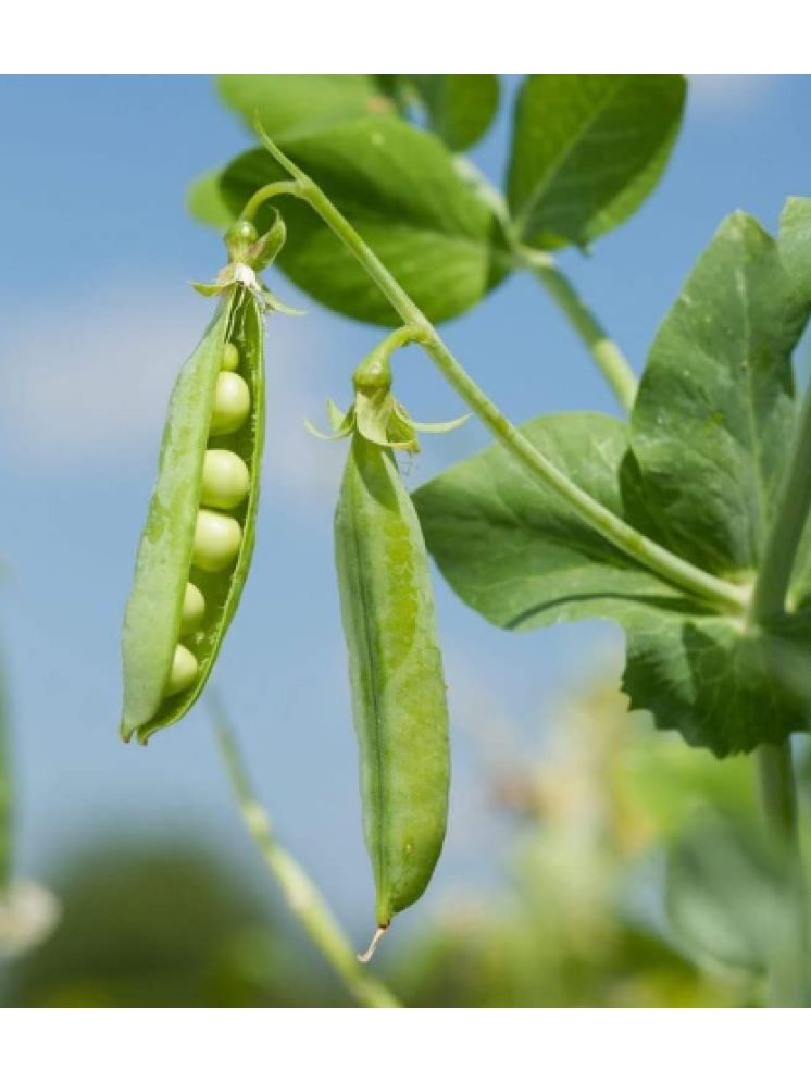     			LiveNature Organic Green Pea Vegetable ( 50 Seeds )