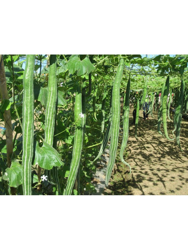     			LiveNature Snake Gourd Vegetable ( 50 Seeds )