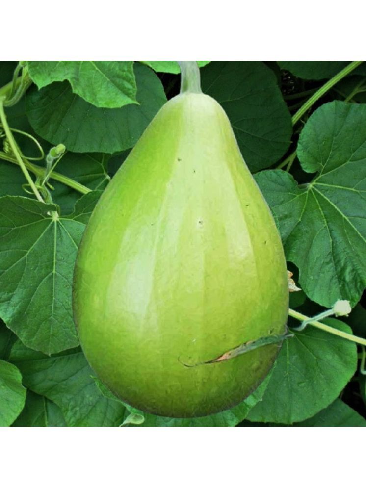     			Jignisha Seeds Doodhi Vegetable ( 20 Seeds )