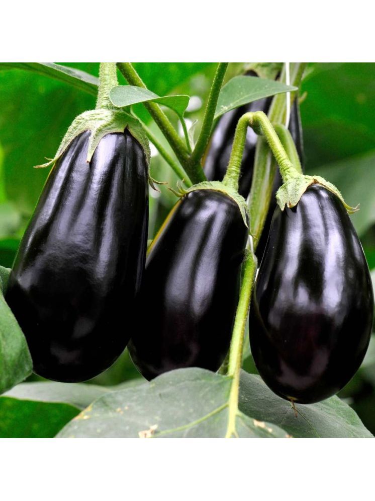     			Jignisha Seeds Hybrid Black Brinjal Vegetable ( 50 Seeds )