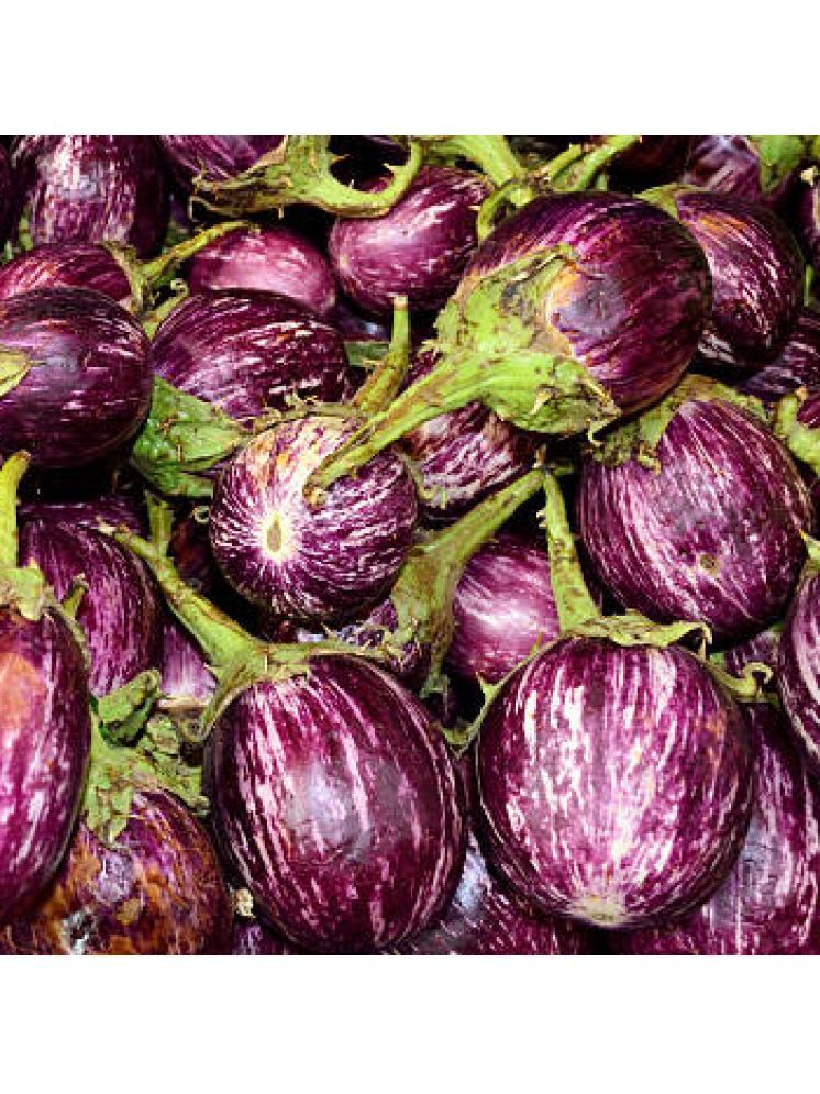     			Jignisha Seeds Hybrid Brinjal Vegetable ( 50 Seeds )