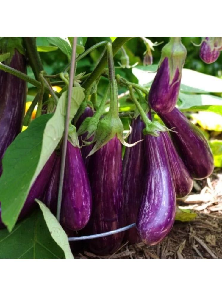     			Jignisha Seeds Hybrid Brinjal Vegetable ( 50 Seeds )