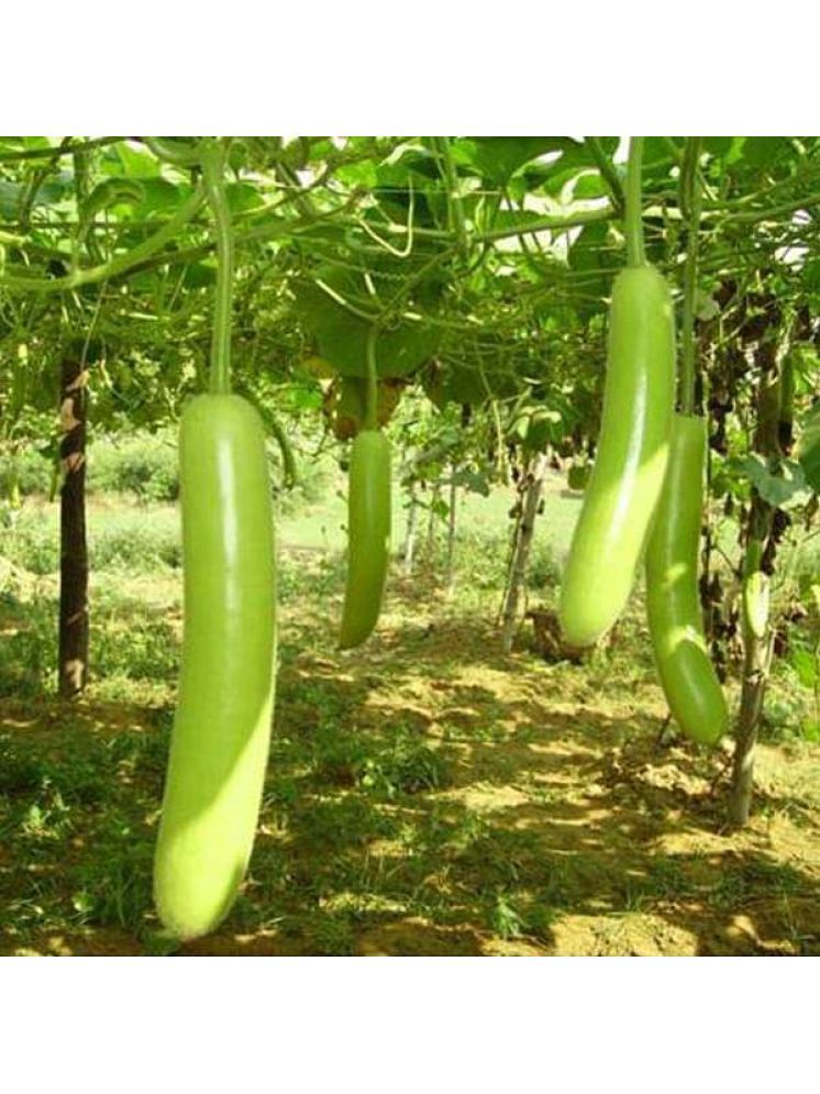     			Jignisha Seeds Hybrid Doodhi Vegetable ( 20 Seeds )