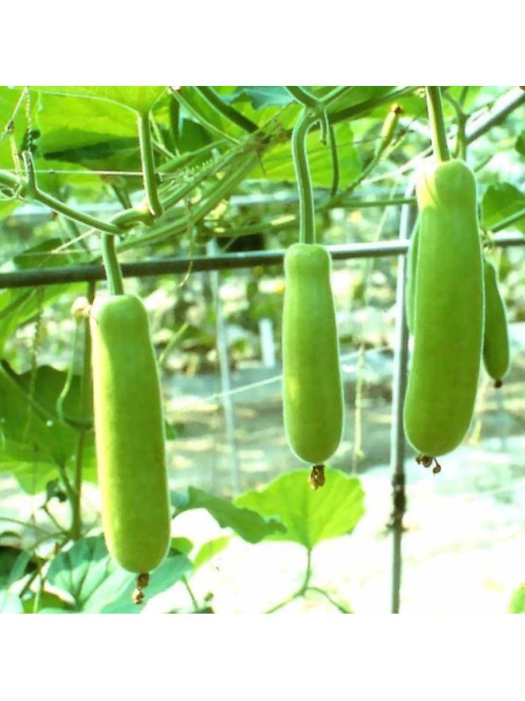     			Jignisha Seeds Hybrid Dudhi Vegetable ( 20 Seeds )