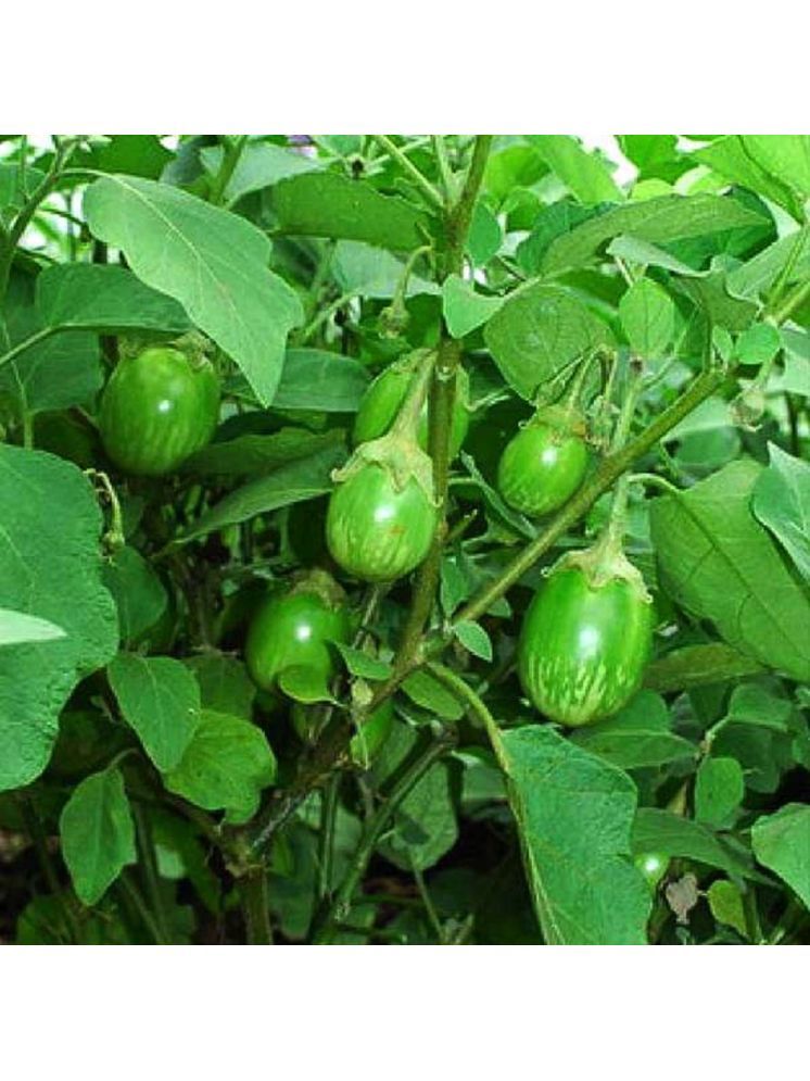     			Jignisha Seeds Hybrid Eggplant Vegetable ( 50 Seeds )