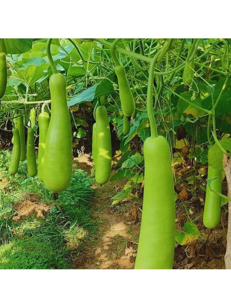     			Jignisha Seeds Hybrid Lauki Vegetable ( 20 Seeds )