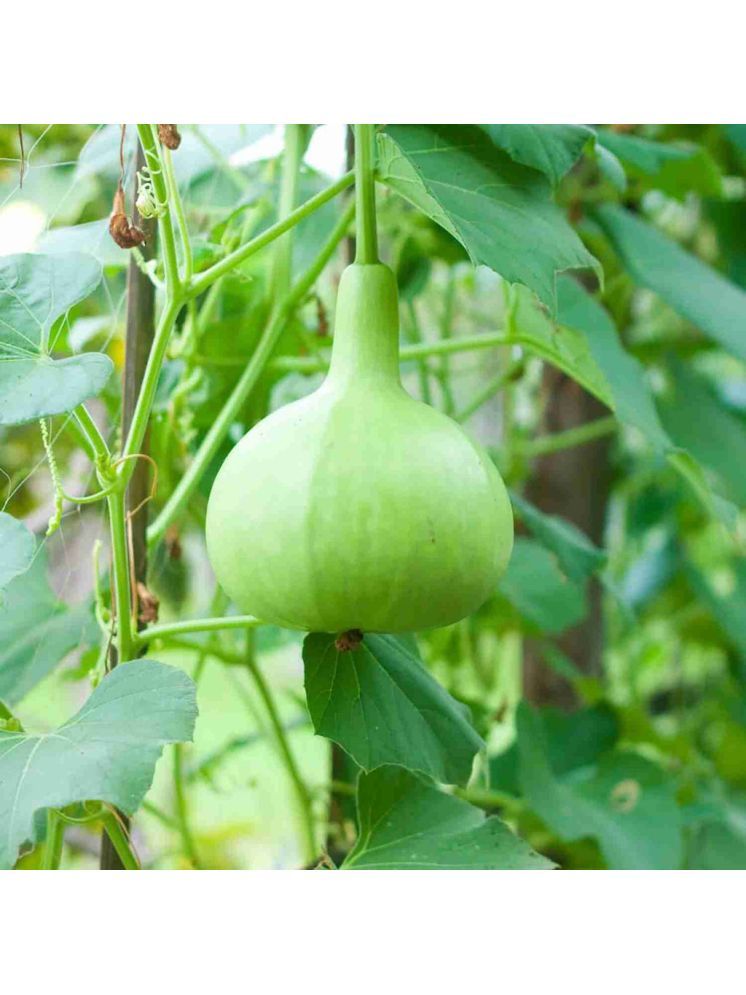     			Jignisha Seeds Hybrid Round Bottle Gourd Vegetable ( 15 Seeds )