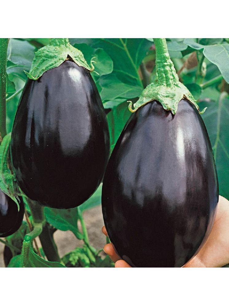     			Jignisha Seeds Organic Black Brinjal Vegetable ( 50 Seeds )