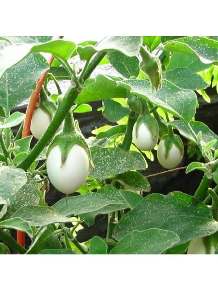     			Jignisha Seeds Organic Brinjal Vegetable ( 50 Seeds )