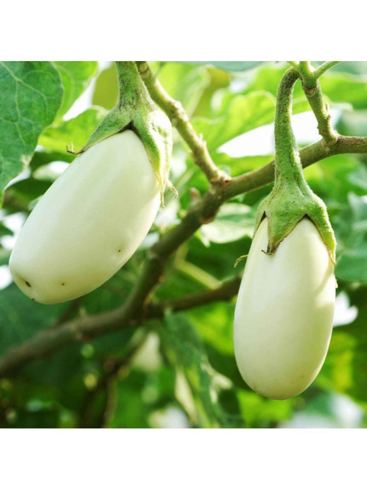     			Jignisha Seeds Organic Eggplant Vegetable ( 50 Seeds )