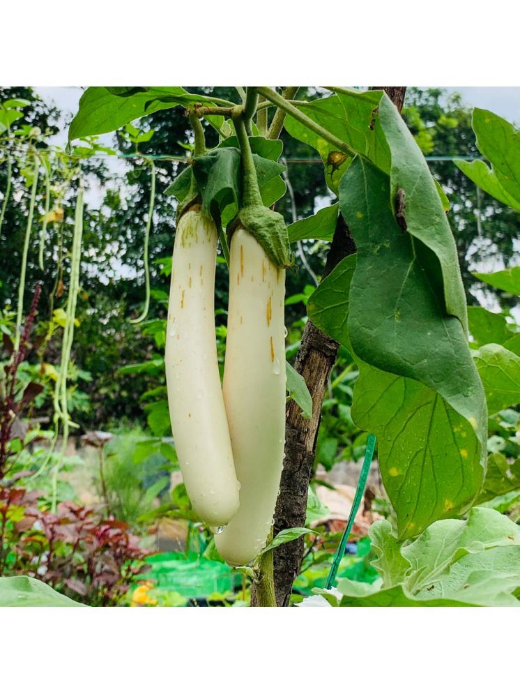     			Jignisha Seeds Organic Eggplant Vegetable ( 50 Seeds )