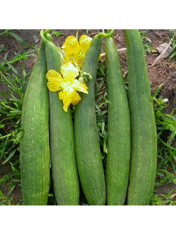     			PARTHVA SEEDS Sponge Gourd Vegetable ( 50 Seeds )