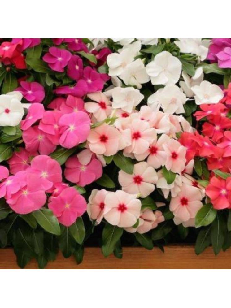     			LiveNature Vinca Flower ( 100 Seeds )