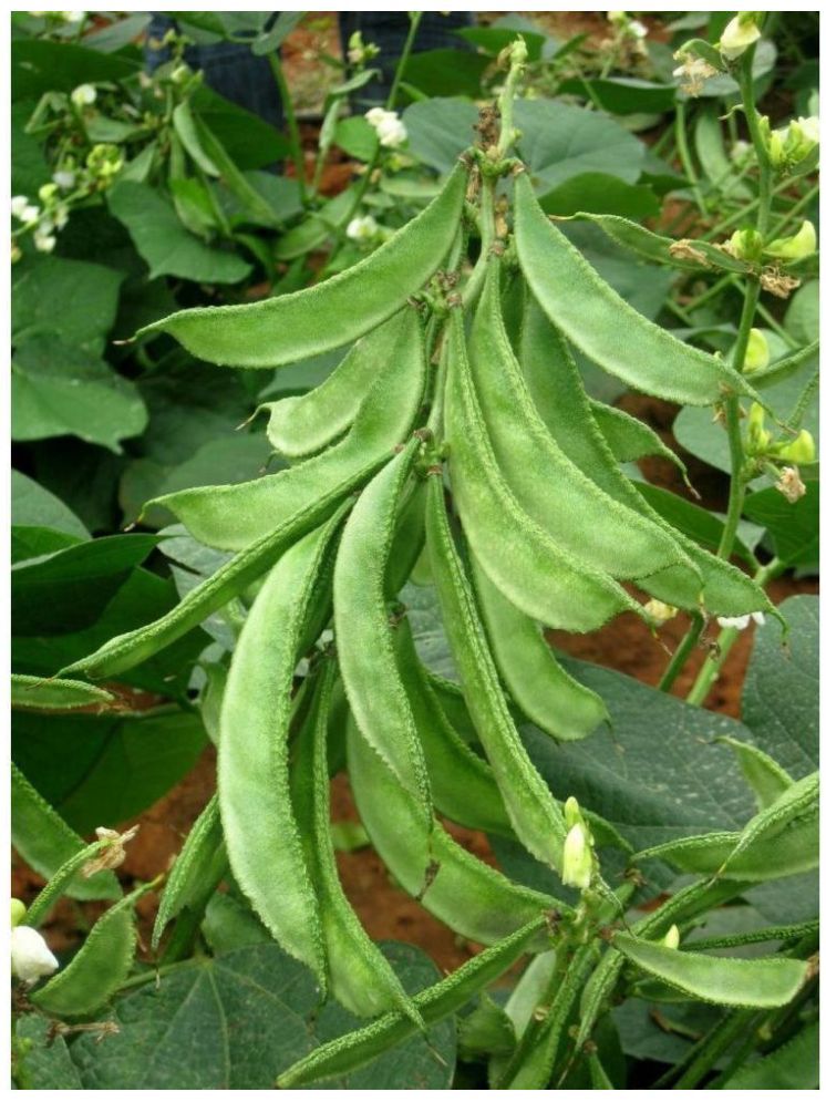     			Vedhahi Beans Vegetable ( 30 Seeds )