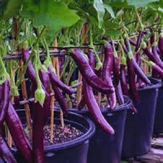     			Vedhahi Organic Purple Long Brinjal Vegetable ( 50 Seeds )