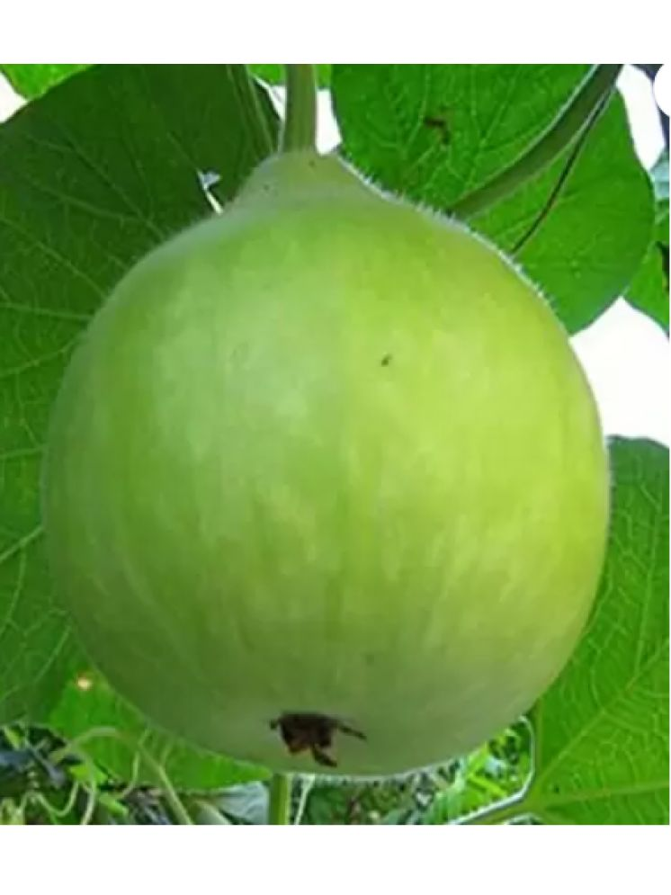     			Vedhahi Bottel Gourd Vegetable ( 20 Seeds )