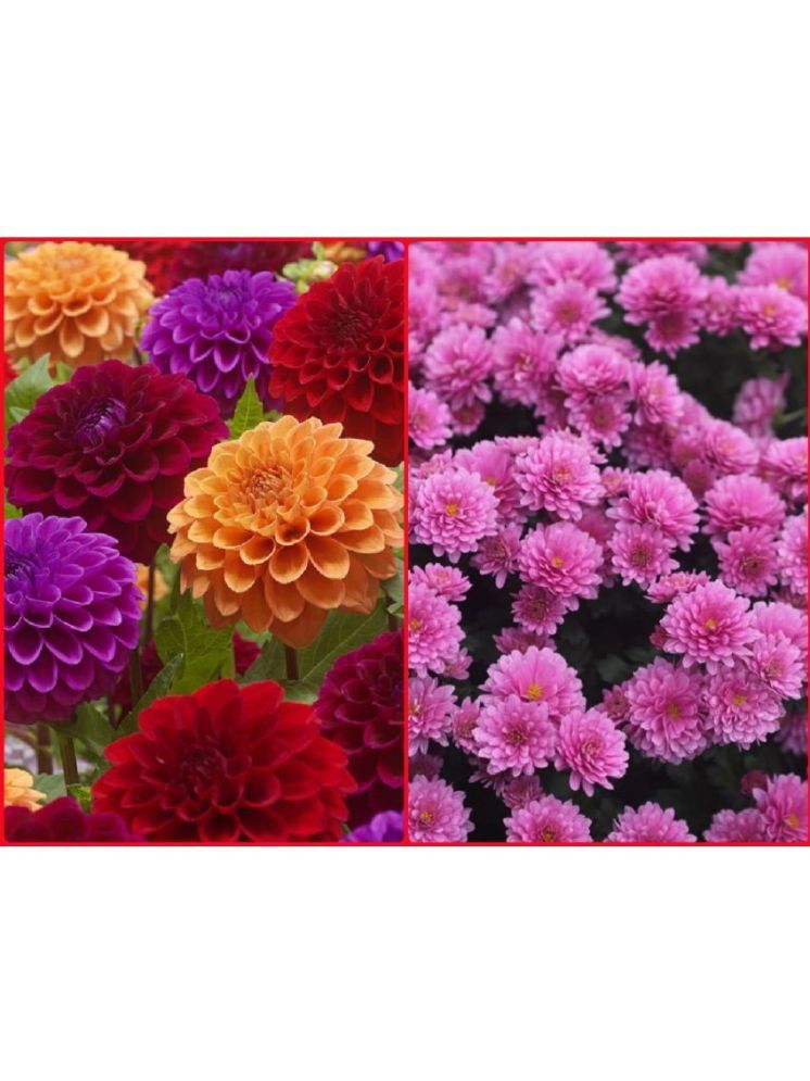     			Vedhahi Dahlia Mixed Flower ( 20 Seeds )